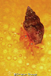 Hermit crab sitting on dead mens fingers soft coral. Niko... by Christian Skauge 